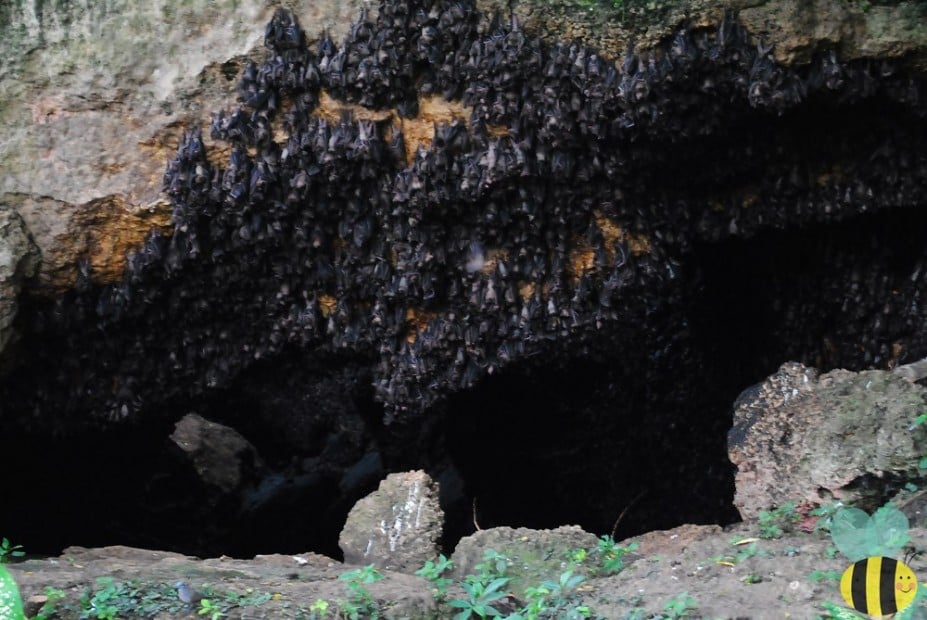 Monfort bat cave Samal Island
